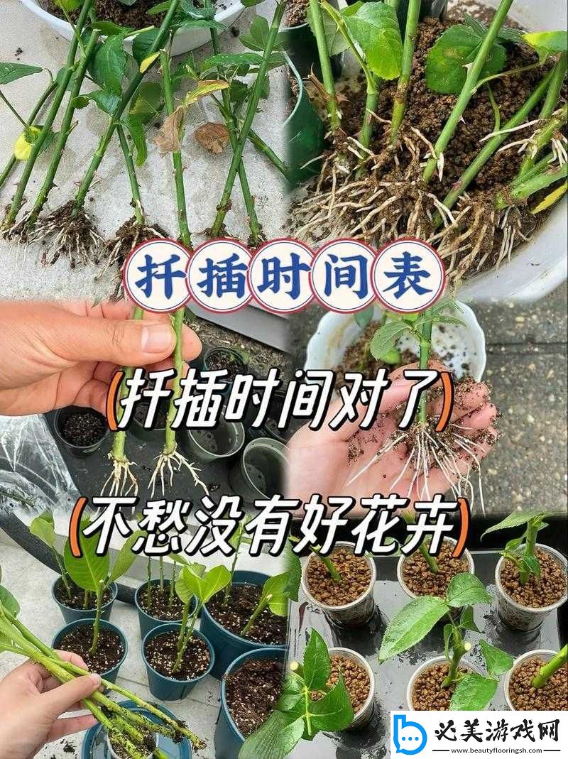 歐式-72-種扦插法的注意事項：必知要點！